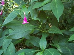 Strobilanthes hamiltoniana