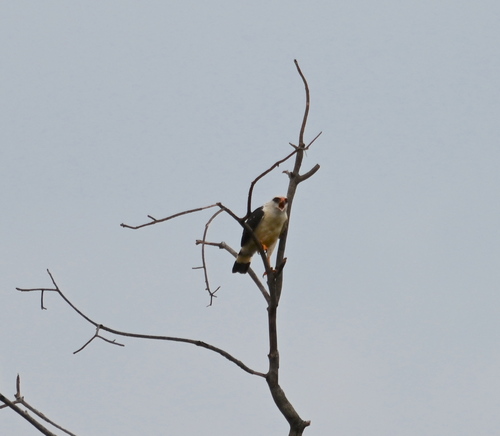Black-faced Hawk (Leucopternis melanops), photo 10