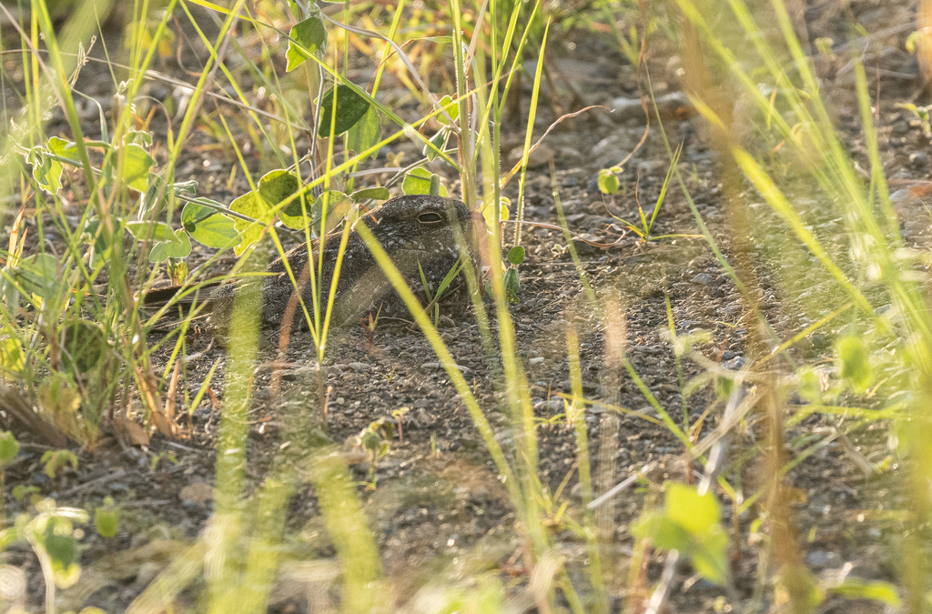 Chirruping Nightjar photo
