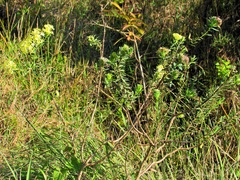 Lasiosiphon kraussianus kraussianus