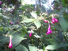 Strobilanthes hamiltoniana