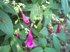 Strobilanthes hamiltoniana