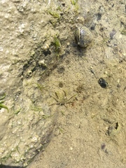 Halicarcinus