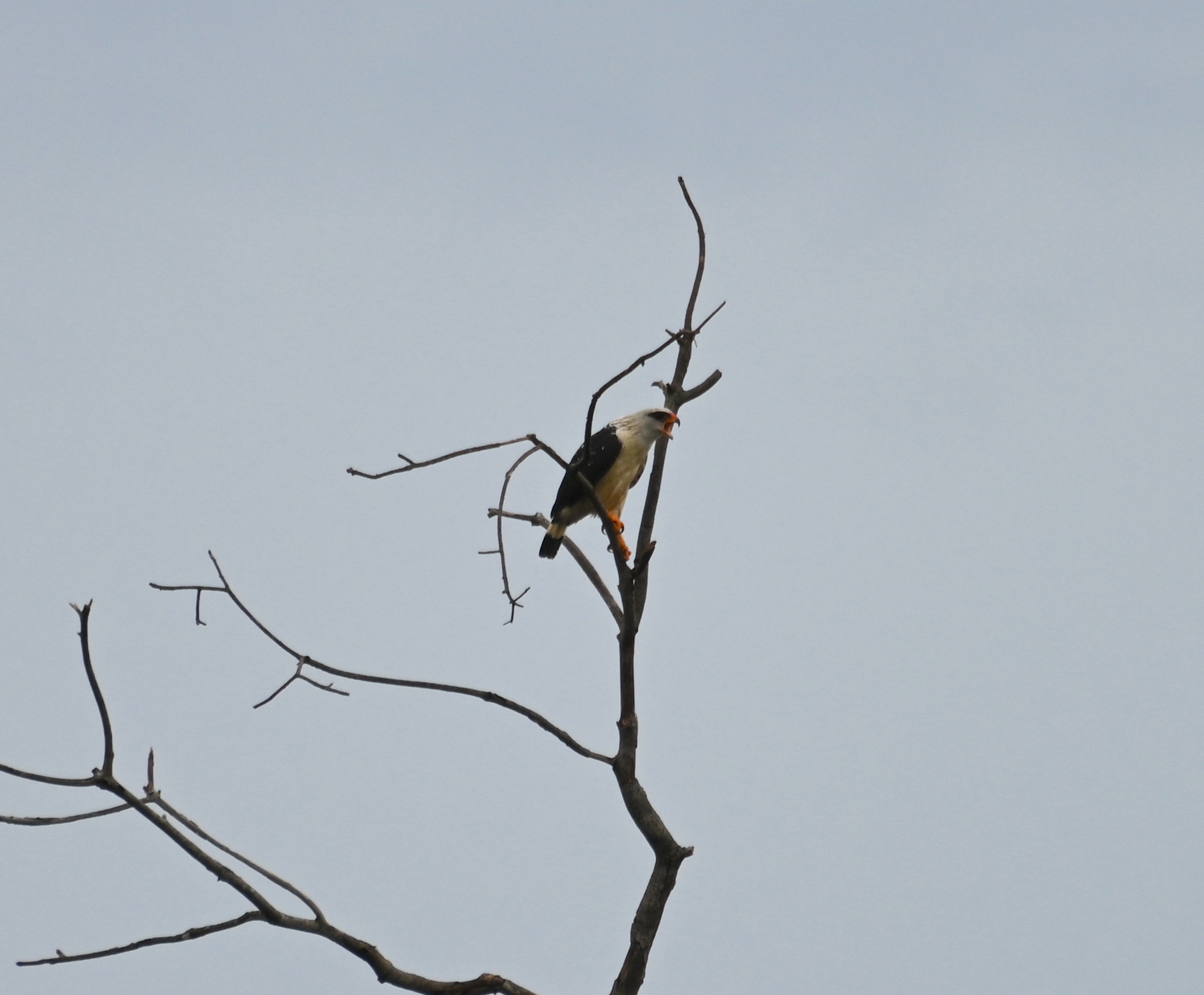 Black-faced Hawk (Leucopternis melanops), photo 3
