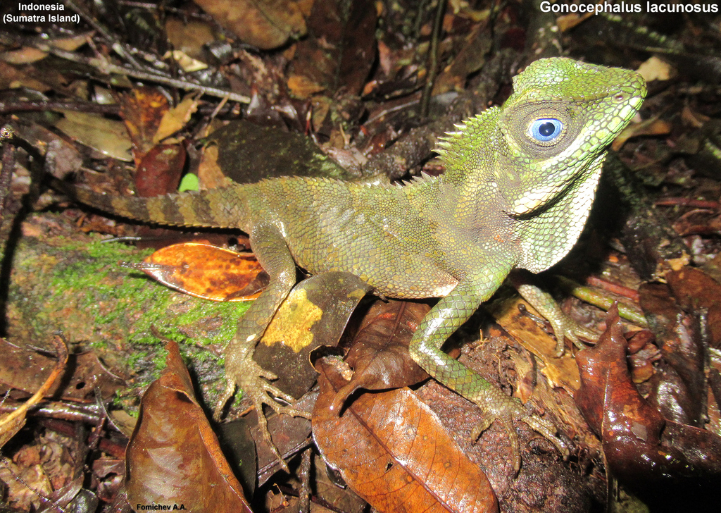 Manthey's Forest Dragon