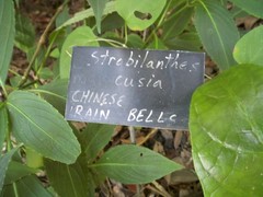 Strobilanthes hamiltoniana