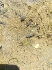 Halicarcinus