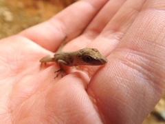 Anolis mariarum