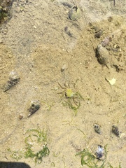 Halicarcinus