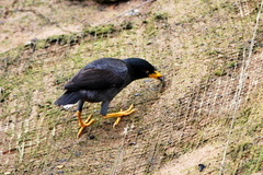 Acridotheres javanicus