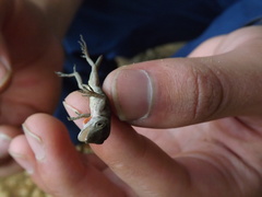 Anolis mariarum