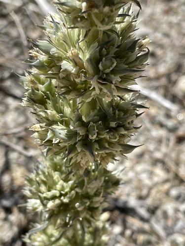Image of Frasera tubulosa by (c) Max Miley, some rights reserved (CC BY)