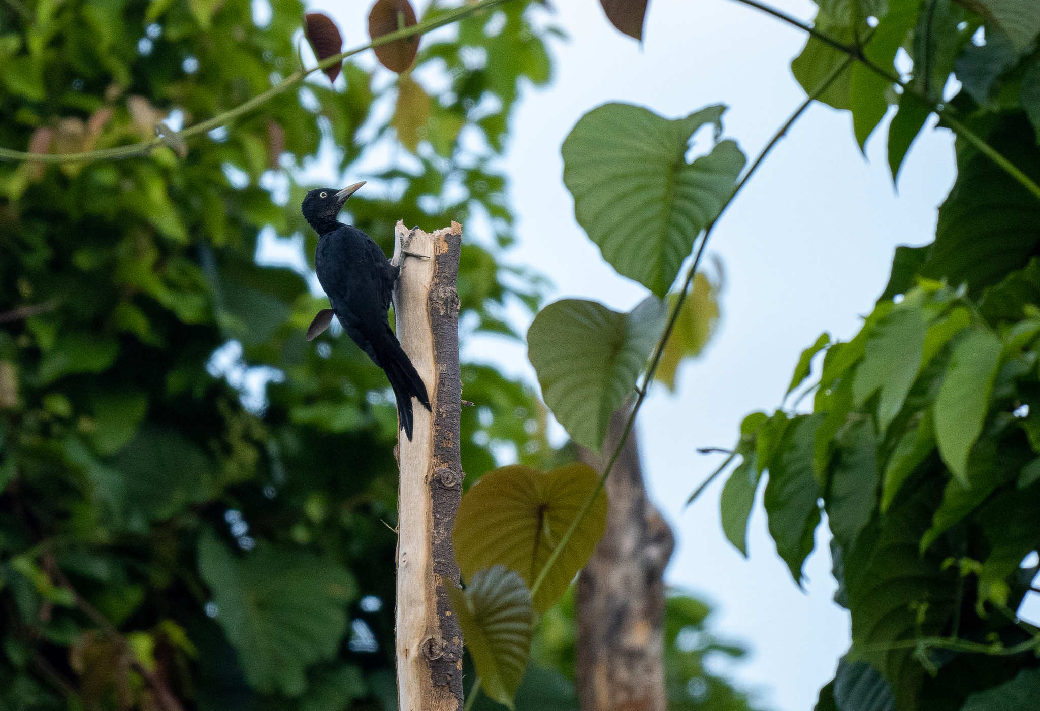 Northern Sooty Woodpecker (Mulleripicus funebris), photo 2