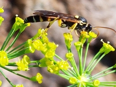 Ichneumon ambulatorius