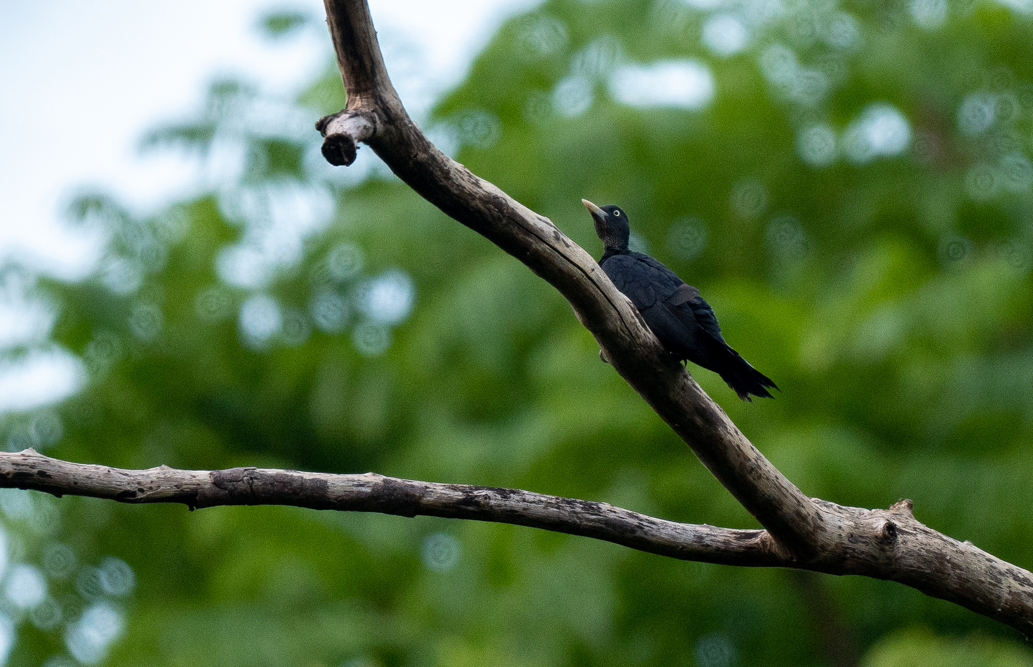 Northern Sooty Woodpecker (Mulleripicus funebris), photo 3