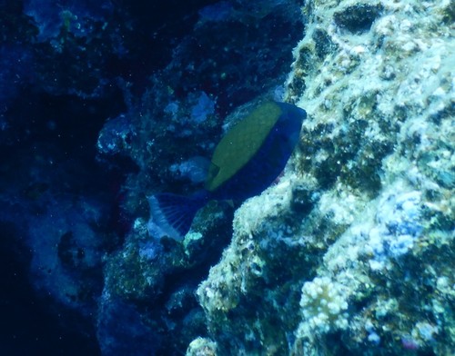 Ostracion cyanurus