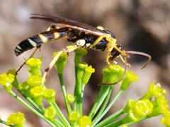 Ichneumon ambulatorius