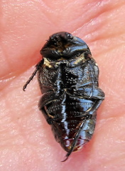 Leucocelis haemorrhoidalis