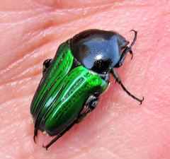 Leucocelis haemorrhoidalis