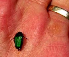 Leucocelis haemorrhoidalis