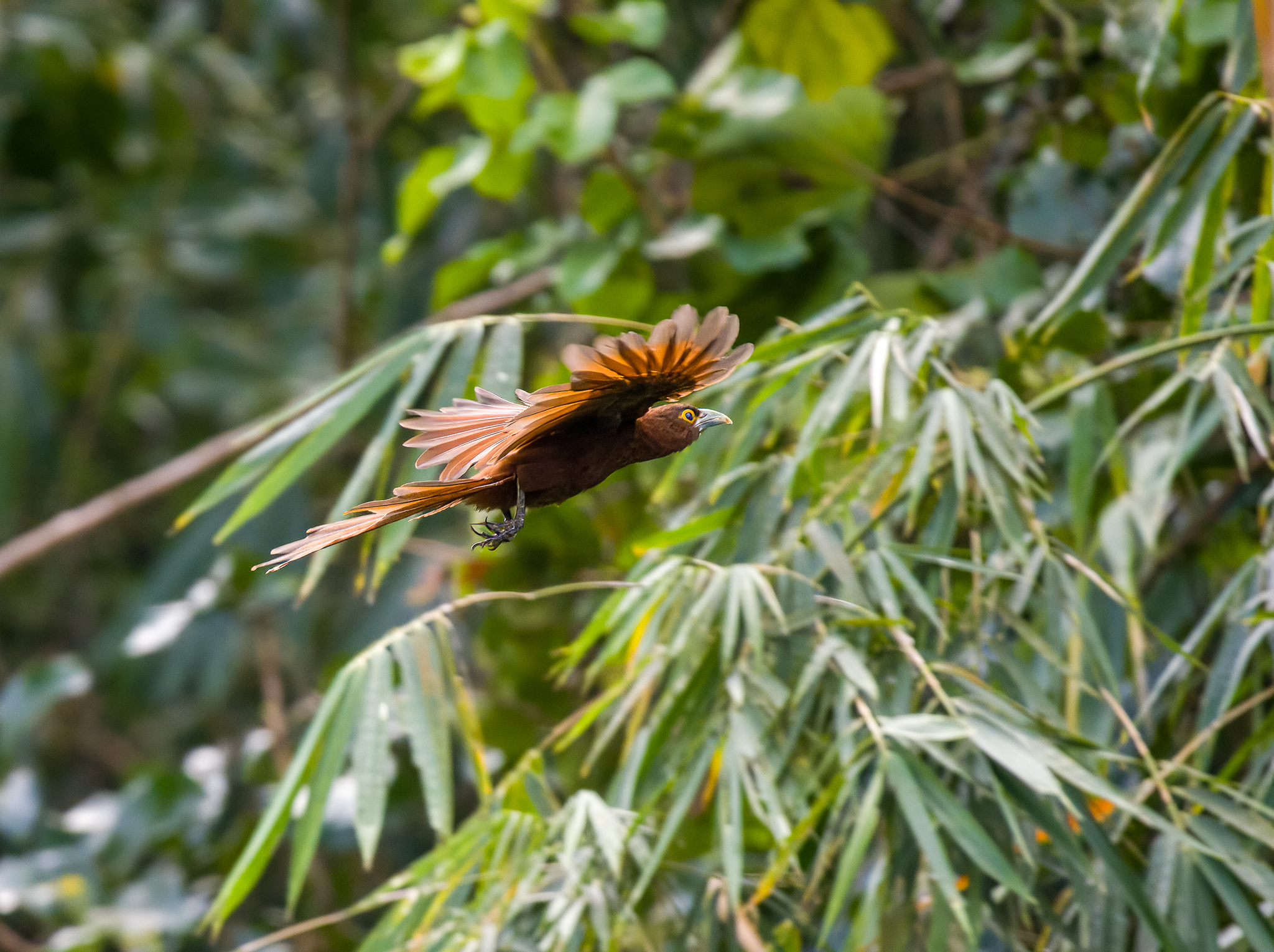 Rufous Coucal (Centropus unirufus), photo 2
