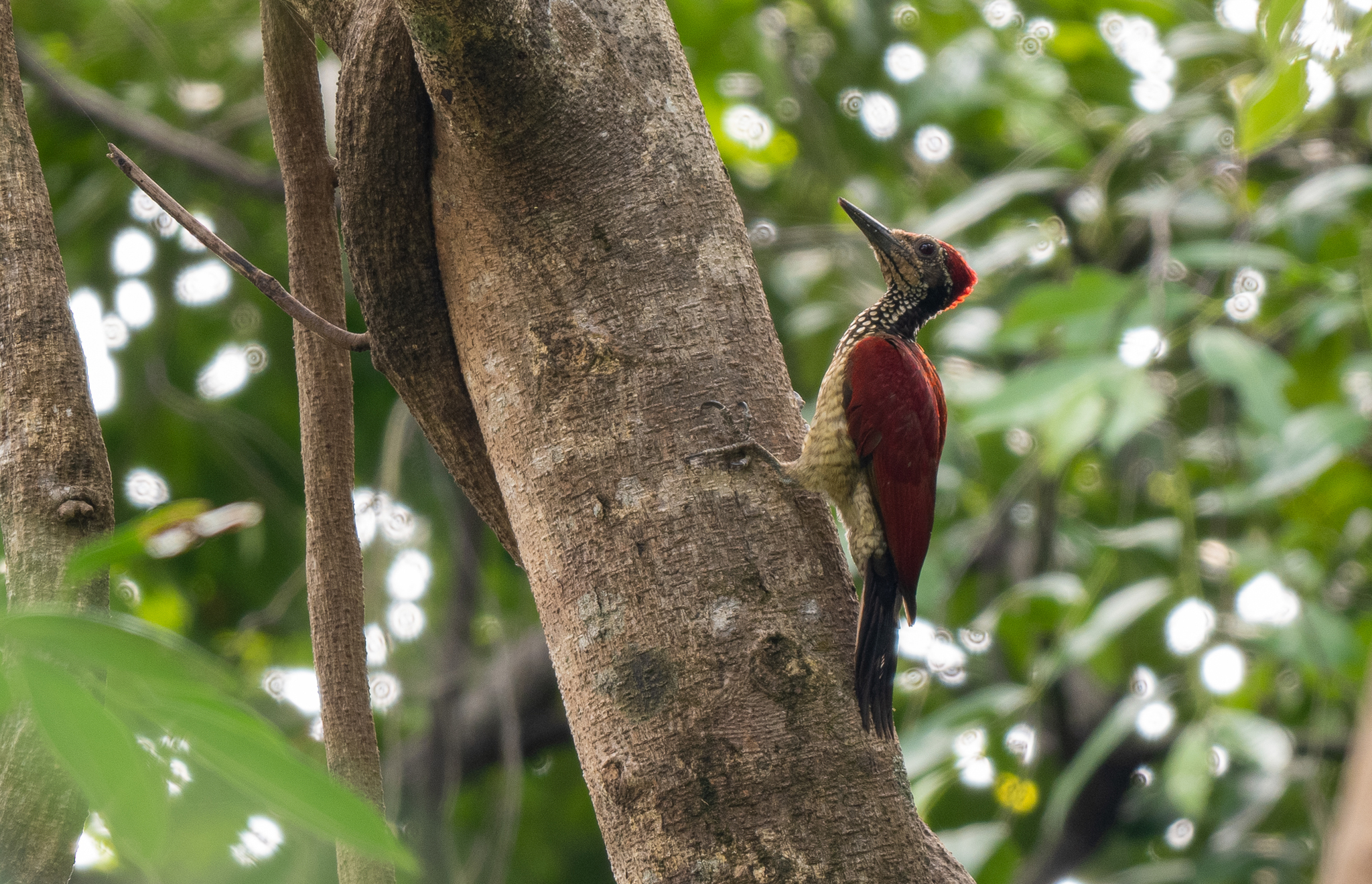 Luzon Flameback (Chrysocolaptes haematribon), photo 5