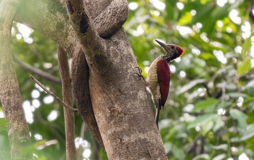 Luzon Flameback (Chrysocolaptes haematribon), photo 7