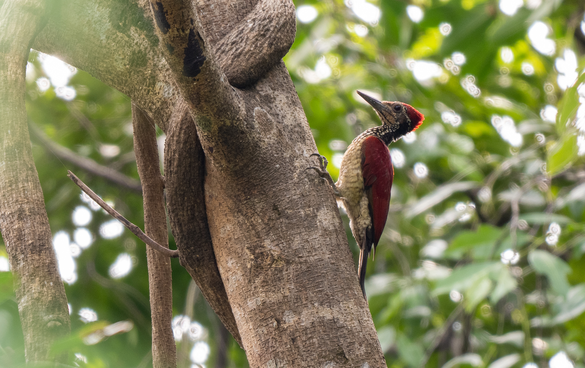 Luzon Flameback (Chrysocolaptes haematribon), photo 6