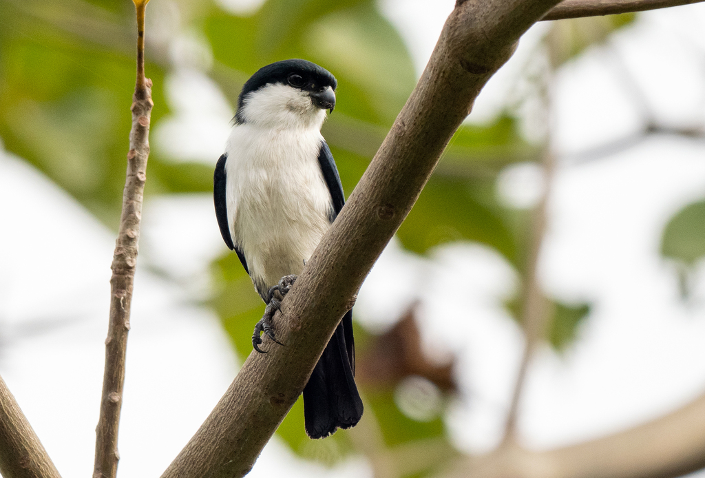 Philippine Falconet photo