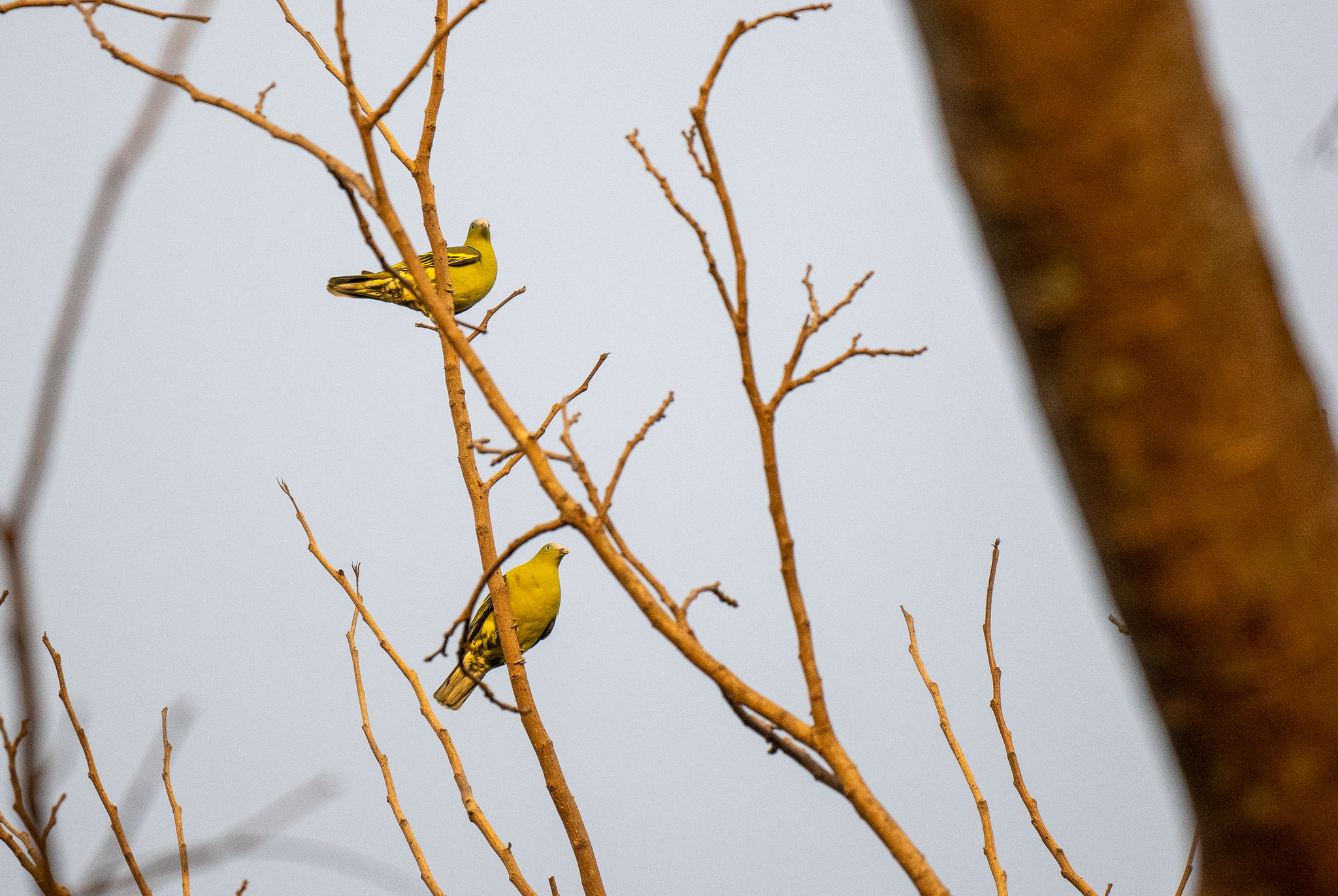 Philippine Green Pigeon (Treron axillaris), photo 9