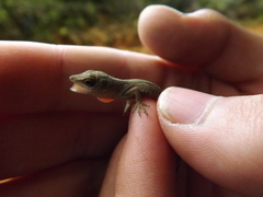 Anolis mariarum