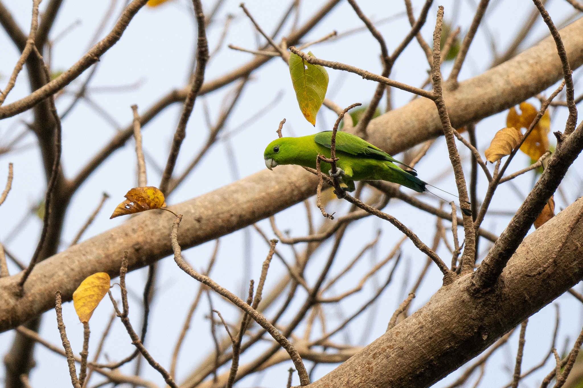 Green Racket-tail (Prioniturus luconensis), photo 1