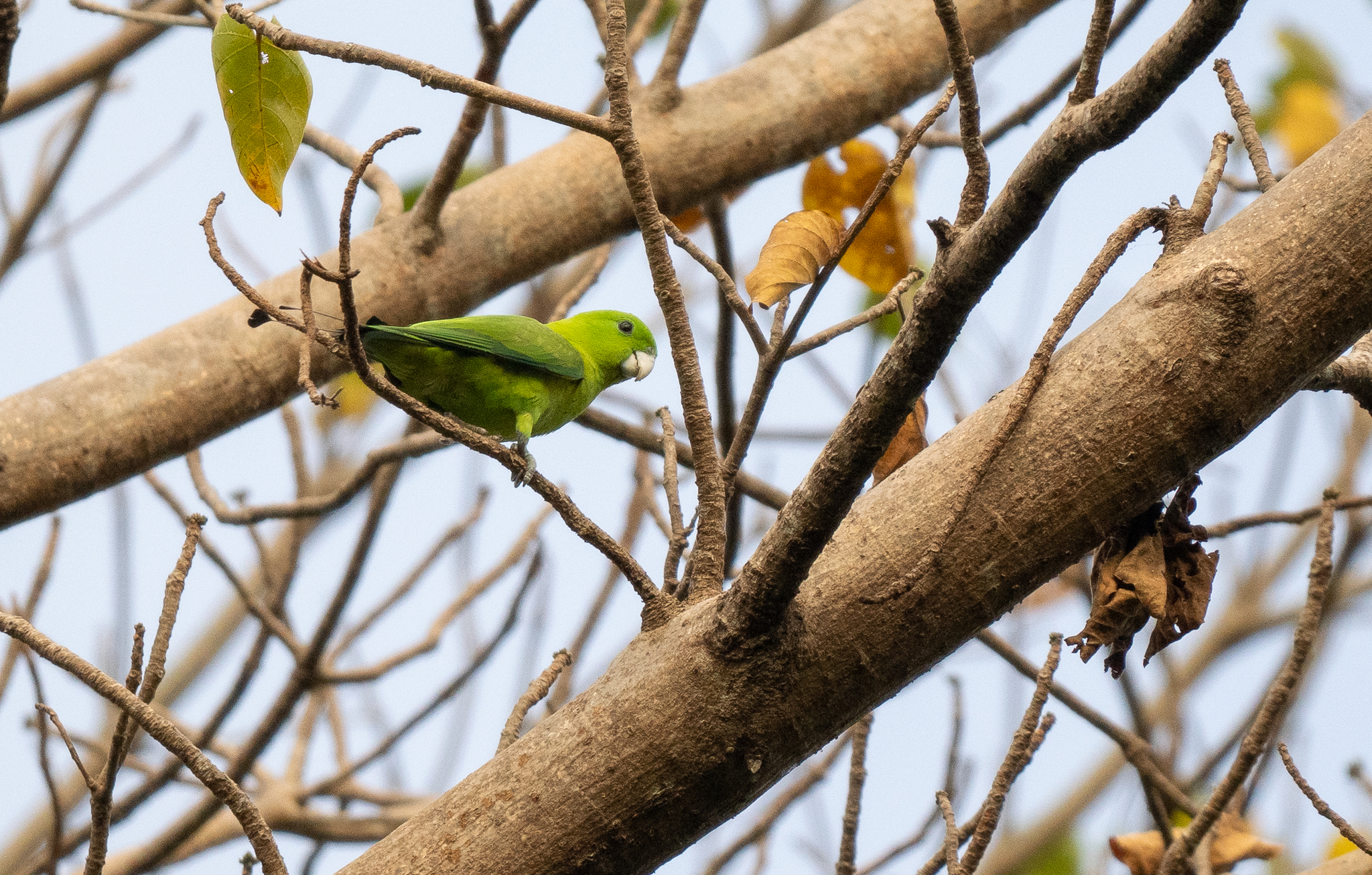 Green Racket-tail (Prioniturus luconensis), photo 2