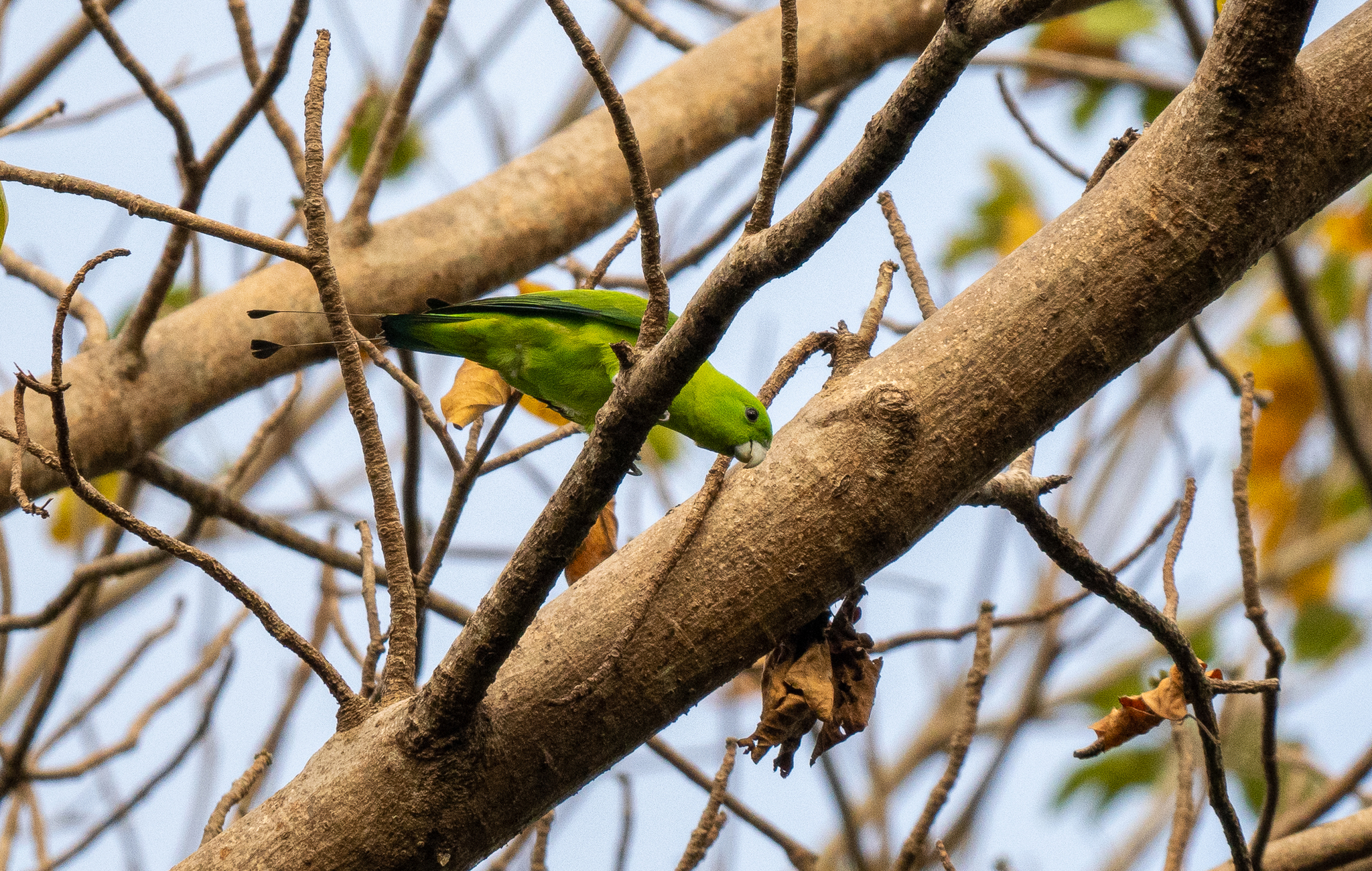 Green Racket-tail (Prioniturus luconensis), photo 3