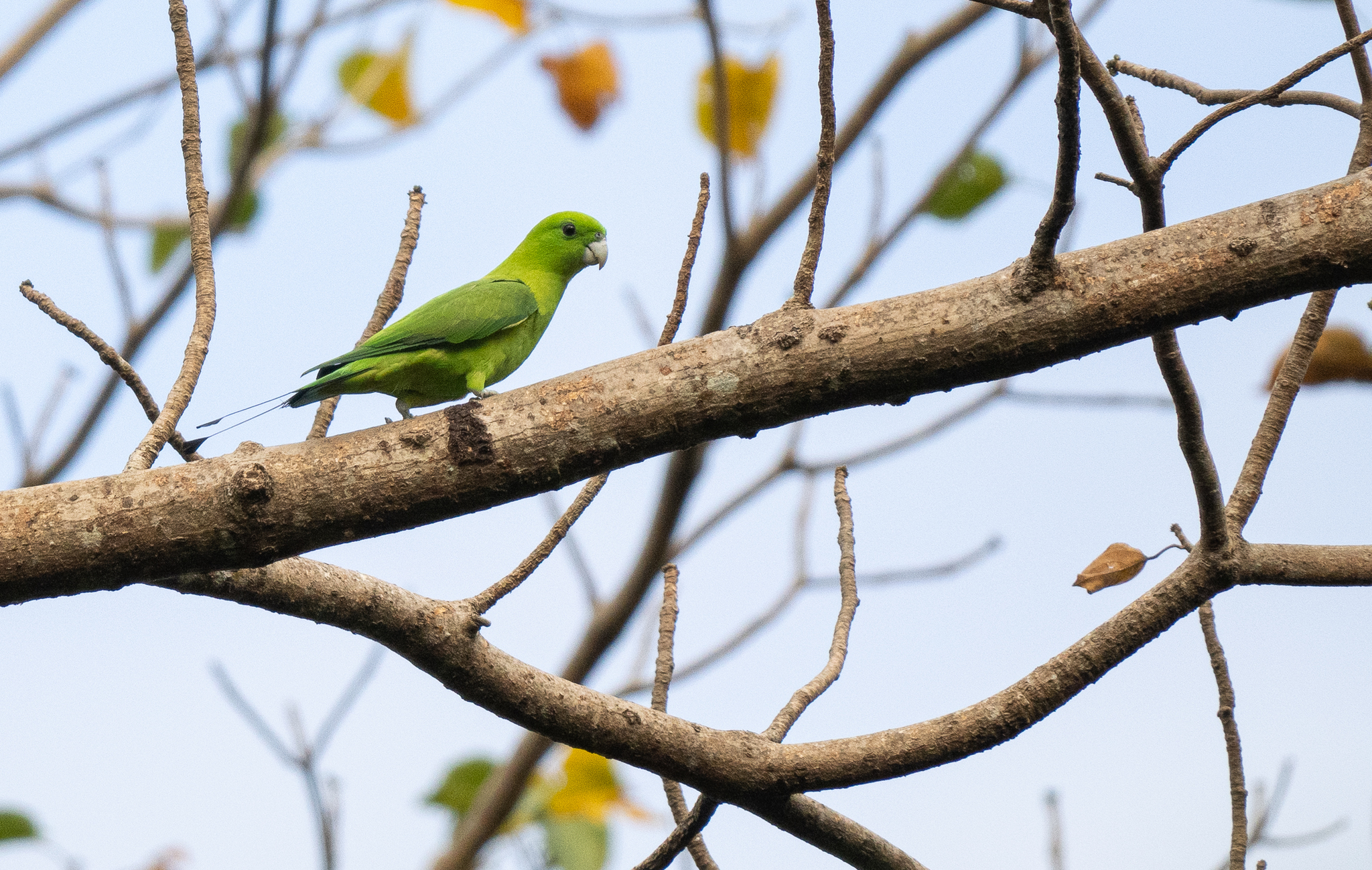 Green Racket-tail (Prioniturus luconensis), photo 4