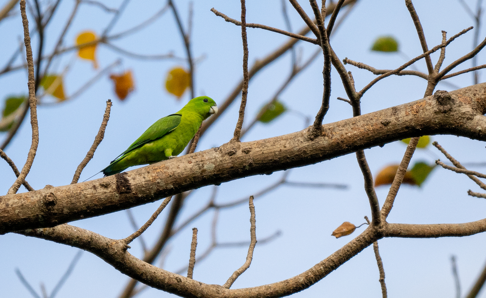 Green Racket-tail (Prioniturus luconensis), photo 5