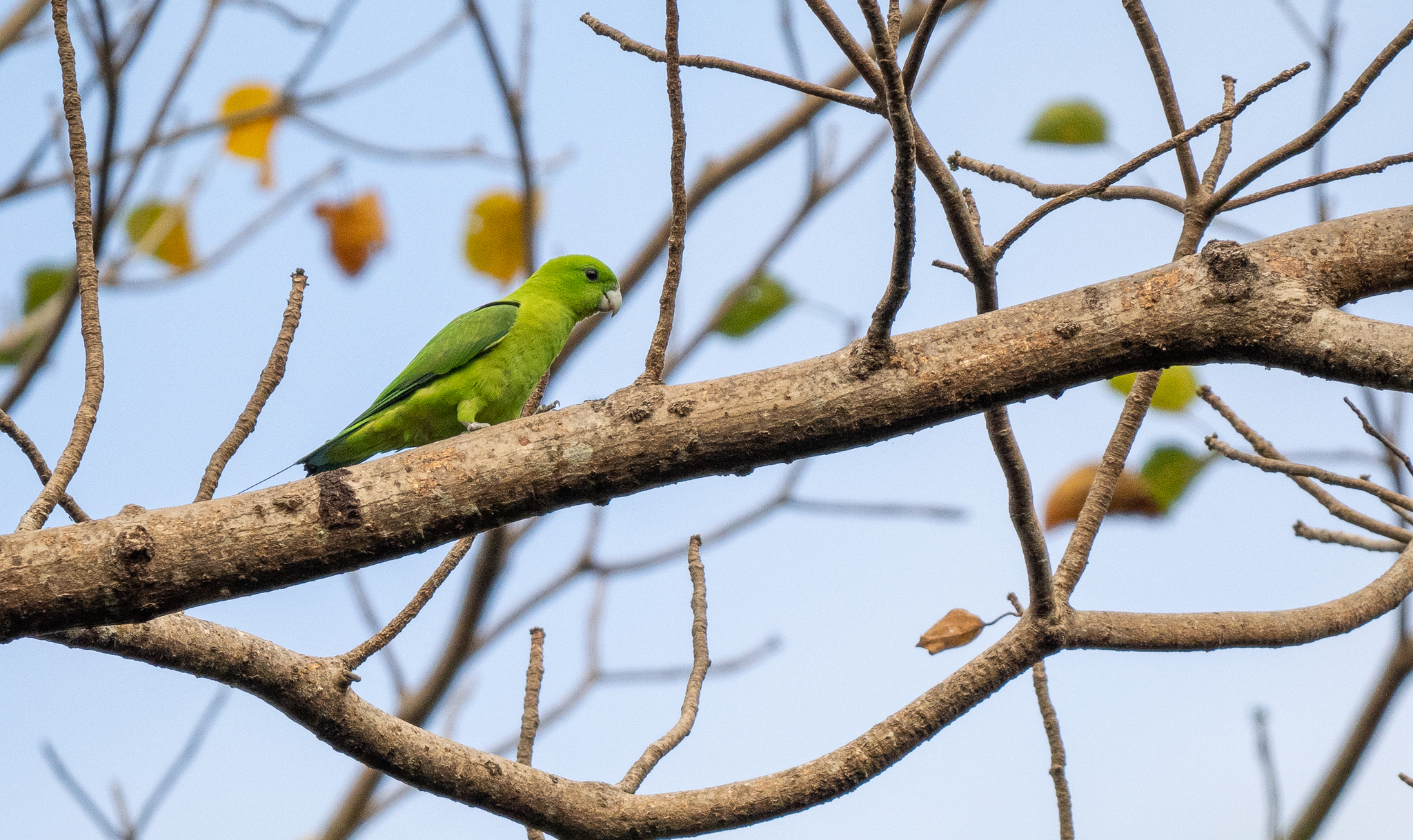 Green Racket-tail (Prioniturus luconensis), photo 6