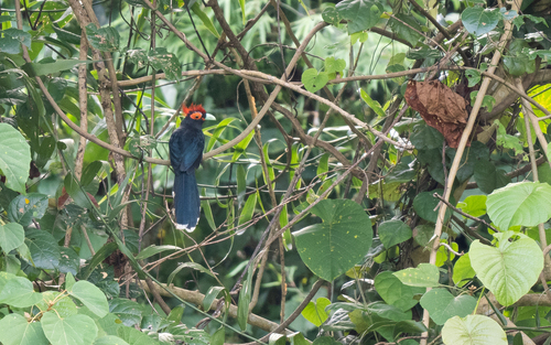 Rough-crested Malkoha (Dasylophus superciliosus), photo 9