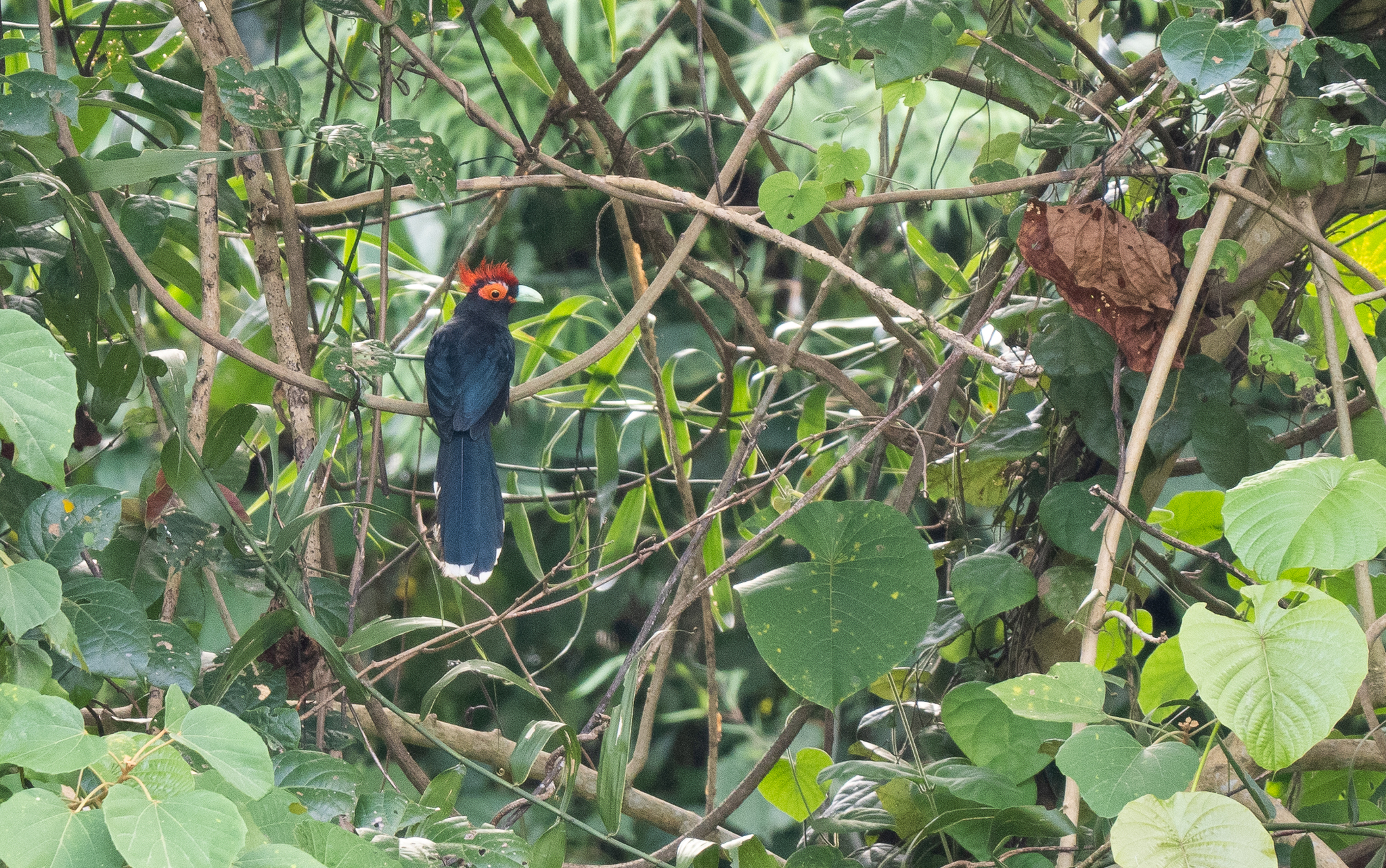 Rough-crested Malkoha (Dasylophus superciliosus), photo 9