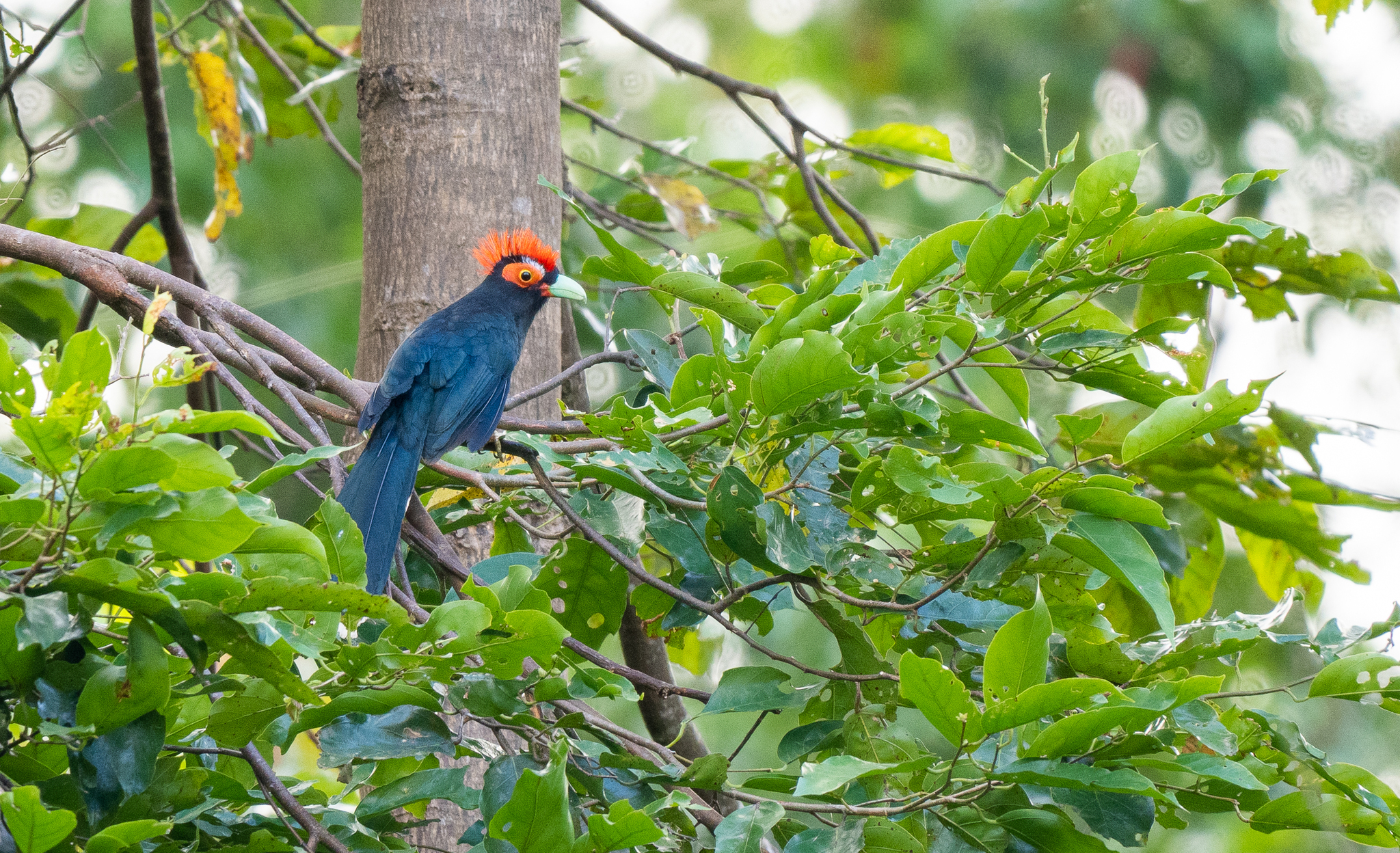 Rough-crested Malkoha (Dasylophus superciliosus), photo 10