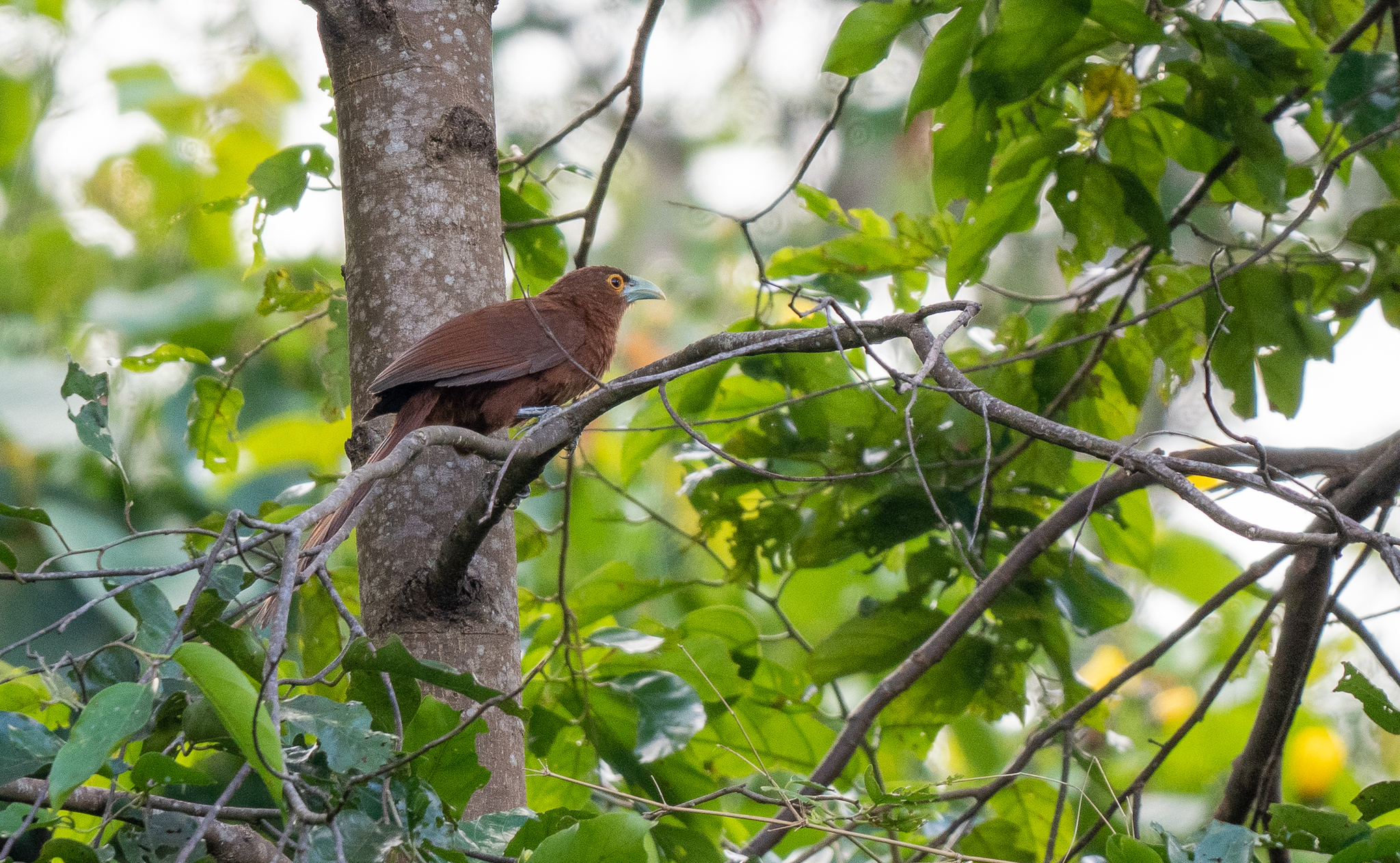 Rufous Coucal (Centropus unirufus), photo 1