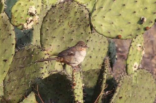 White-throated Towhee (Melozone albicollis), photo 10