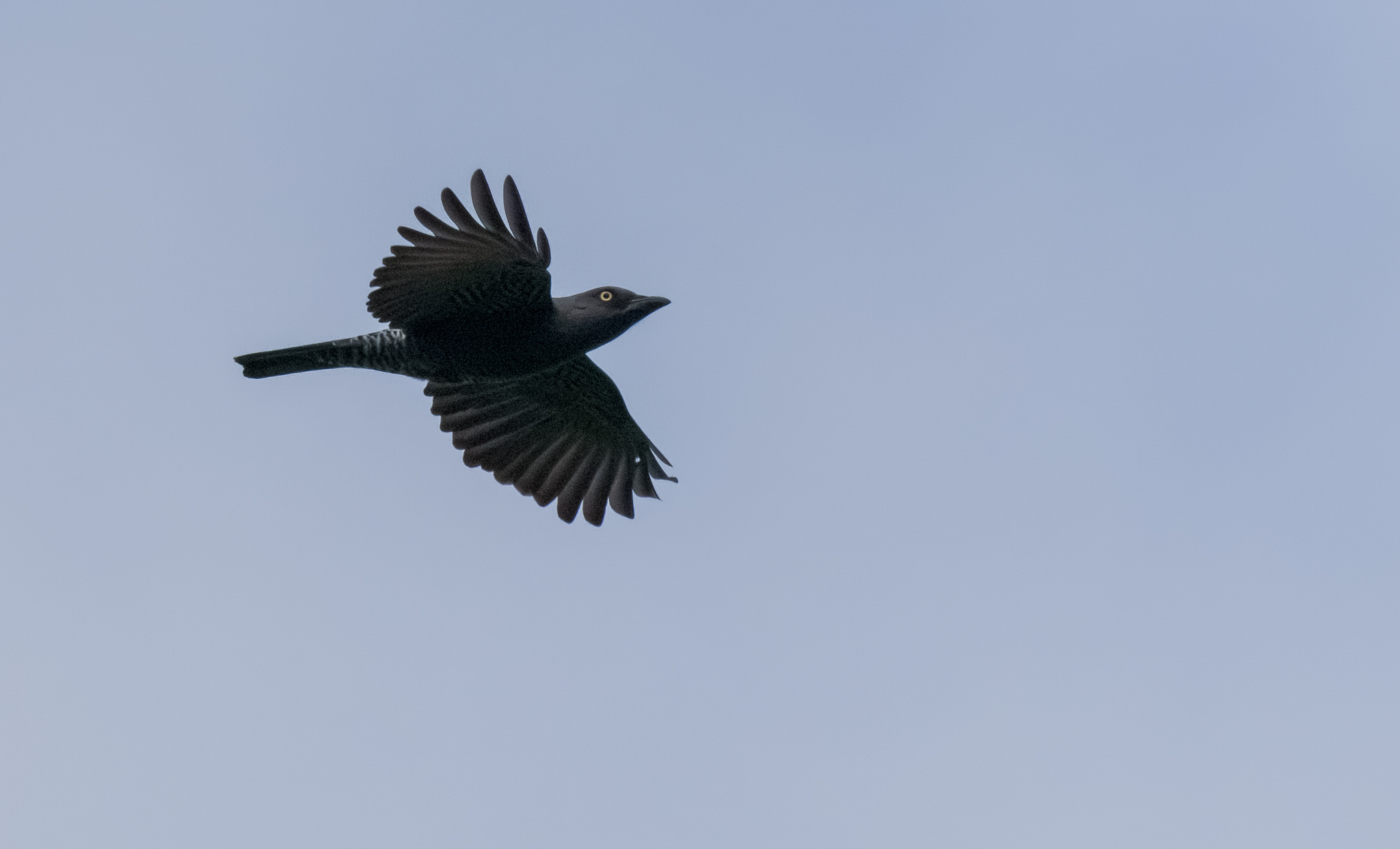 Bar-bellied Cuckooshrike (Coracina striata), photo 6