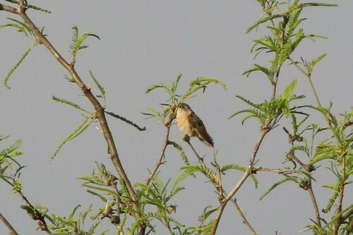 Beautiful Sheartail (Calothorax pulcher), photo 6