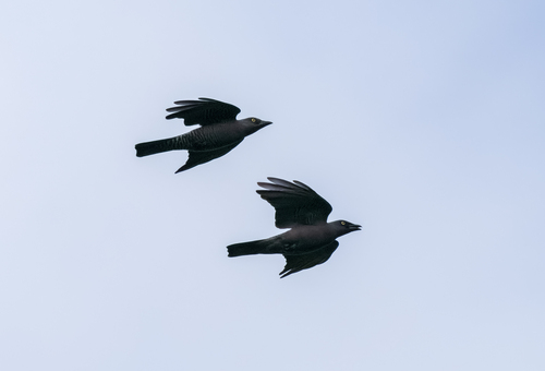 Bar-bellied Cuckooshrike (Coracina striata), photo 7