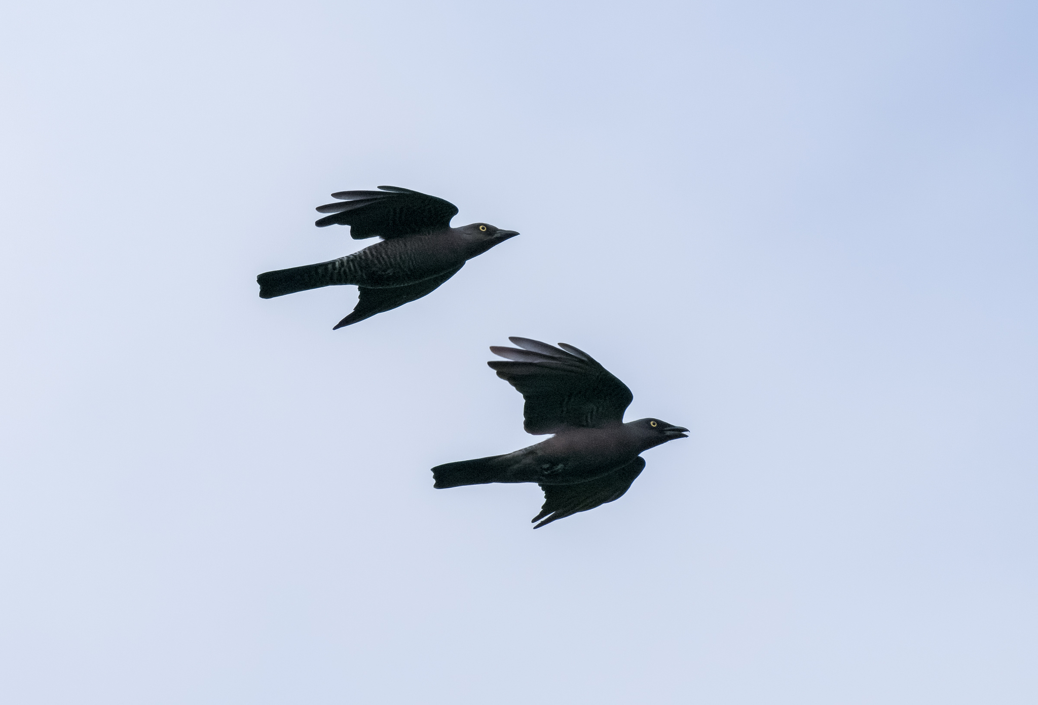 Bar-bellied Cuckooshrike (Coracina striata), photo 7
