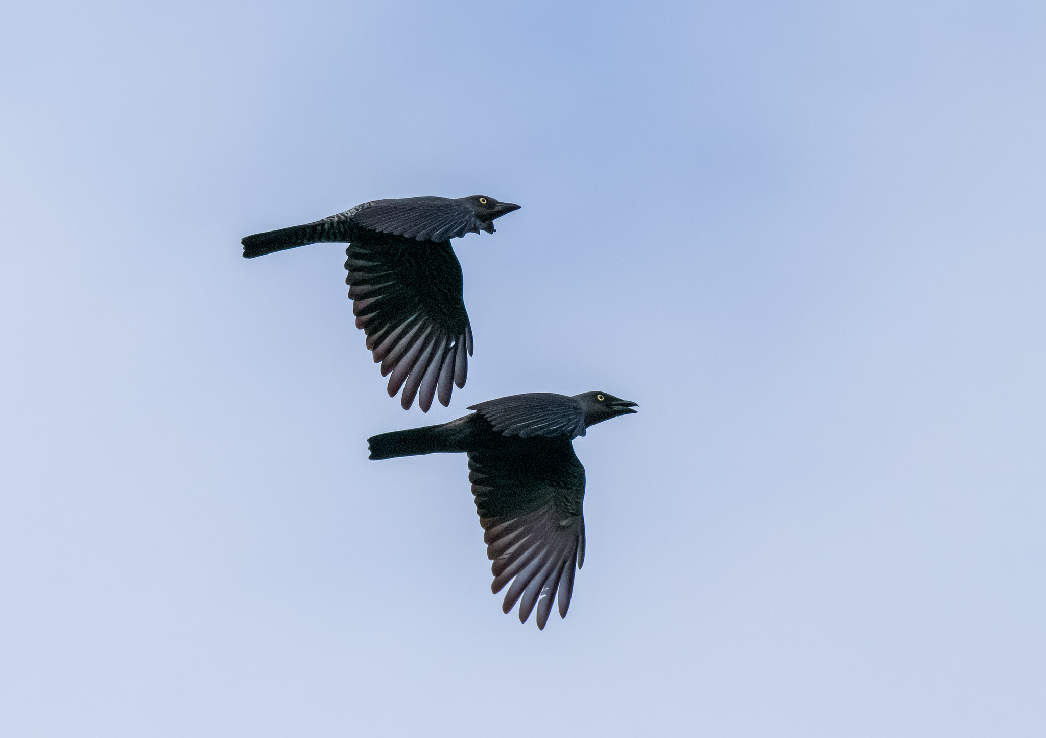 Bar-bellied Cuckooshrike (Coracina striata), photo 8