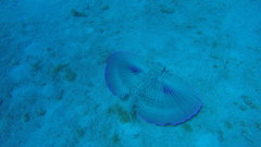 Dactylopterus volitans