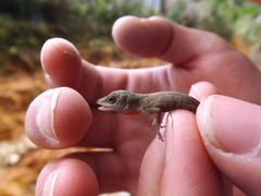 Anolis mariarum