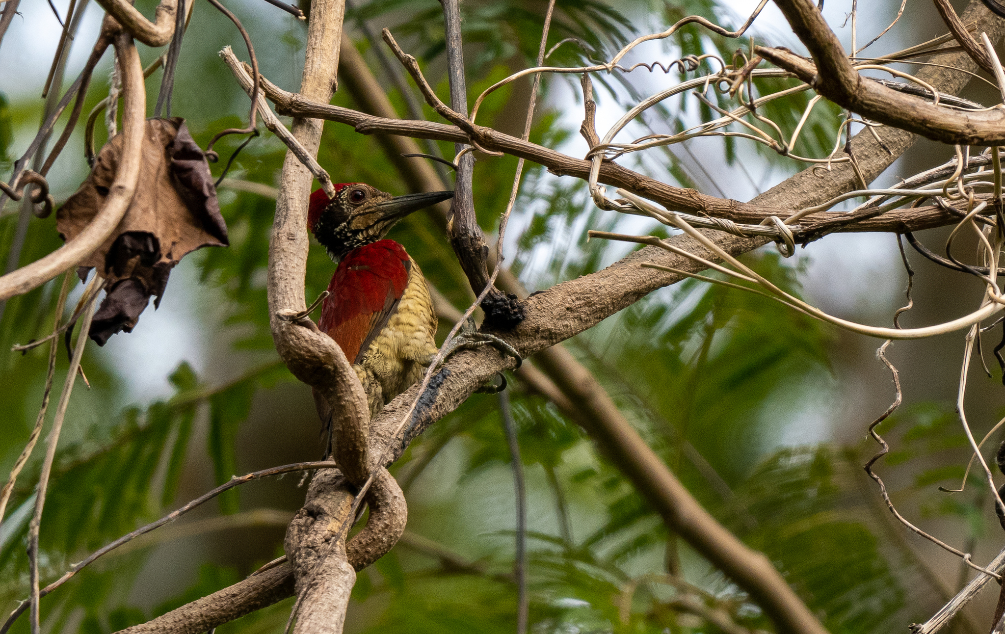 Luzon Flameback (Chrysocolaptes haematribon), photo 7